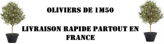 Olivier 1m50 : Prix Imbattable pour Votre Jardin | Qualité