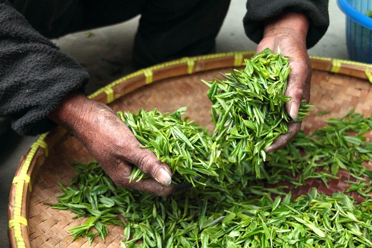 Les feuilles de séné et leurs bienfaits : entre tradition et efficacité