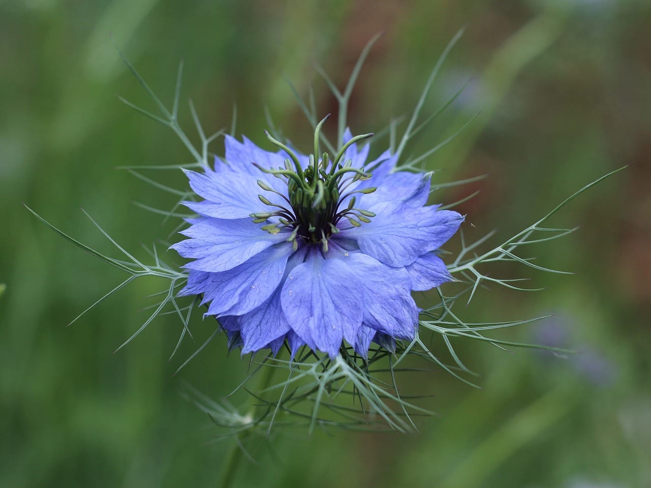 La nigelle : l’allié naturel de l’hiver